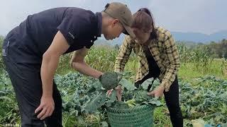 Harvesting the cauliflower garden to sell at the market - Linh's new life