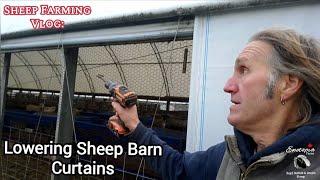 Setting Up Winter Curtains in Our Sheep Barn for a Cozy Winter at Ewetopia Farms