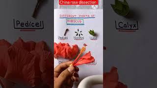 Dissection of Hibiscus Flower Practical #shorts #youtubeshorts #reels #viral #practical #biology