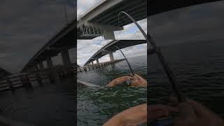 doubled up on bridge monsters in Tampa Bay #danthefishman #shorts #subscribe #fishing