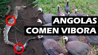 ANGOLAS COMEN COBRAS Y VÍBORAS -Beneficios de Tener GALLINAS DE ANGOLA o GUINEAS en Tu Rancho, Hogar