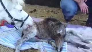 Miniature Horse Birth (I AM A Celitc Irish Dream 2/6/10)