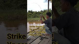 Moment Strike Udang Galah Monster Sungai Kahayan #mancingudang #shortvideo #strike #shorts #short