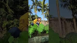 Harvesting fresh green leafy vegetables from my own garden | 100% Organic | DrYime