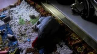Parrot plays like a Puppy,