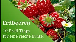Erdbeeren anbauen und pflanzen: 10 Profi-Tipps für eine reiche Ernte!