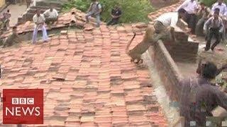 Leopard bites man's behind in India - BBC News