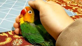 How to keep Your Lovebird Healthy and Happy?!