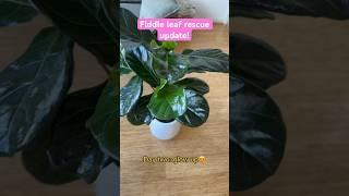 New growth | Fiddle leaf rescue update!  #fiddleleaffig #ficuslyrata #flf #plantrescue #plantcare