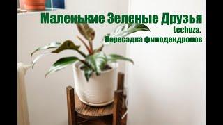 S01E05 Lechuza. Пересадка филодендронов
