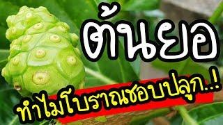 เหตุนี้ !!  คนโบราณถึงชอบปลูก"ต้นยอ" ไว้ในบ้าน ยอดไม้มงคลของไทย | Nava DIY