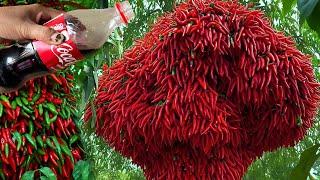 Summary of 5 methods to propagate chili plants to help plants grow quickly and produce many fruits
