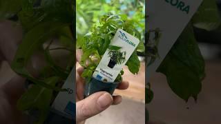 Hygrophila Pantanal Wavy - Aquariumplantenshop