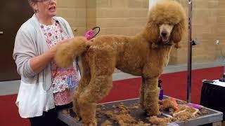 Standard Poodle Body Trim with Lisa Leady