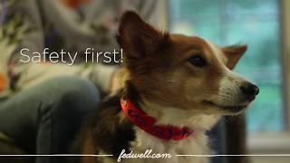 DIY Personalized Dog Collar