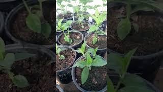 саженцы метельчатой гортензии цена 500руб
