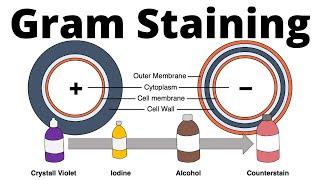 Gram positive and gram negative bacteria (Gram Staining procedure explained)