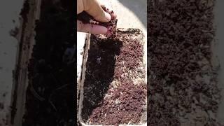 Ajwain,How To Grow Ajwain plant From Seed,अजवाइन #gardening #ajwainplant #shortsviral