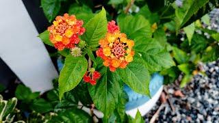 AMAZING MEDICINAL BENEFITS OF THE LANTANA CAMARA PLANT (ANANSE DOKONU)