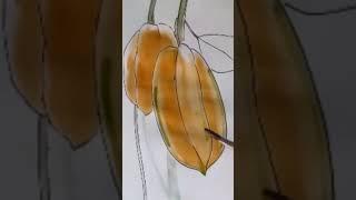 how to draw & color carambola