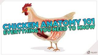 Chicken Anatomy 101 Everything You Need To Know