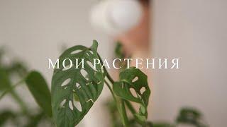 МОИ РАСТЕНИЯ