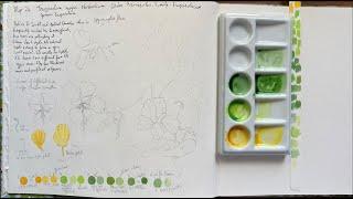 Botanical Diary - Nasturtium Sketching