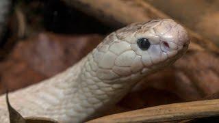 Rare White Cobra Slithers Onto Exhibit at the San Diego Zoo