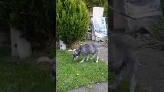 Sparky with his stick. Scarborough May 2015