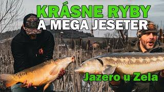 Veľké ryby v ZIME!  - Jazero u Zela -ReWik Rybárske videa