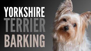 Yorkshire Terrier Barking Sounds To Make Your Dog REACT