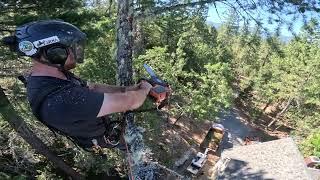 My opinion on Electric Chainsaws (While cutting a Fir Tree Down)