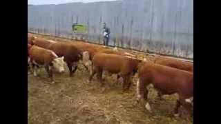 Young Ervie Hereford bulls in a corral at the home of John Douglas near Stranraer