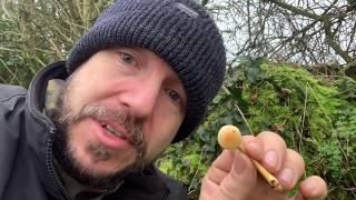 Foraging For Mushrooms - The Sulphur Tuft