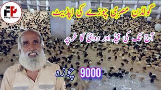 Golden Misri Farming Updates || Feed and Vaccine Expenses || Business ||Farming protocol