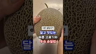 달고 맛있는 메론 고르는법 손질 방법까지 #메론 #메론고르는법 #과일자르기 #요리꿀팁