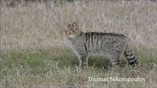 Wildcat (Felis silvestris) Αγριόγατα