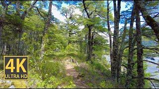 Sunny Mountain Forest Nature Walk 4K (With Ambient Nature Sounds And Music)