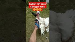 Ayam Kalkun Nantang Nantang #shorts