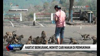 Tempat Hidupnya Makin Terdesak Monyet di Semarang Cari Makan di Permukiman