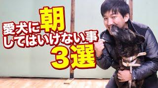 愛犬に朝やってはいけない事３選