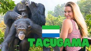 TACUGAMA CHIMP SANCTUARY - Seeing chimpanzees in Sierra Leone