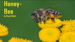 The Honey Bee - Die Honigbiene - Stycal Mash