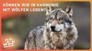 Wölfe in Deutschland: Bedroht oder Bedrohung? | Real Wild DE