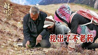 Deep in the Kunlun Mountains of Tibet, two Tibetan beauties followed their grandfather to dig herbs!