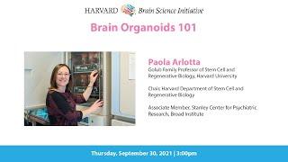 Brain Organoids 101