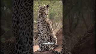 Jaguar VS Leopard - What's the Difference