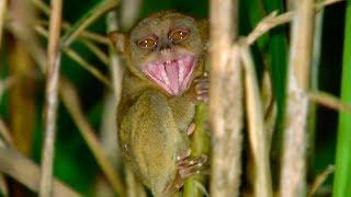 Tarsier Takes Down Giant Cricket | Deadly 60 | BBC Earth Explore