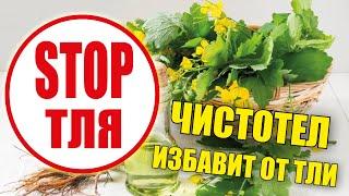 Чистотел избавит ваш сад от тли