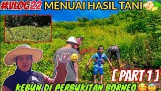 EP22 PART1: RYZA DAN KELUARGA PANEN HASIL TANAMAN HALIA/JAHE